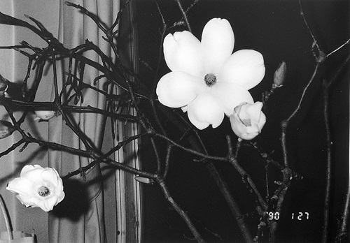 Gallery Photography Collection 2013